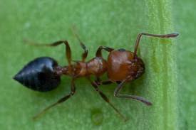 Pest Control Costs Brick Township