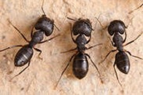 Pest Control Costs Brick Township