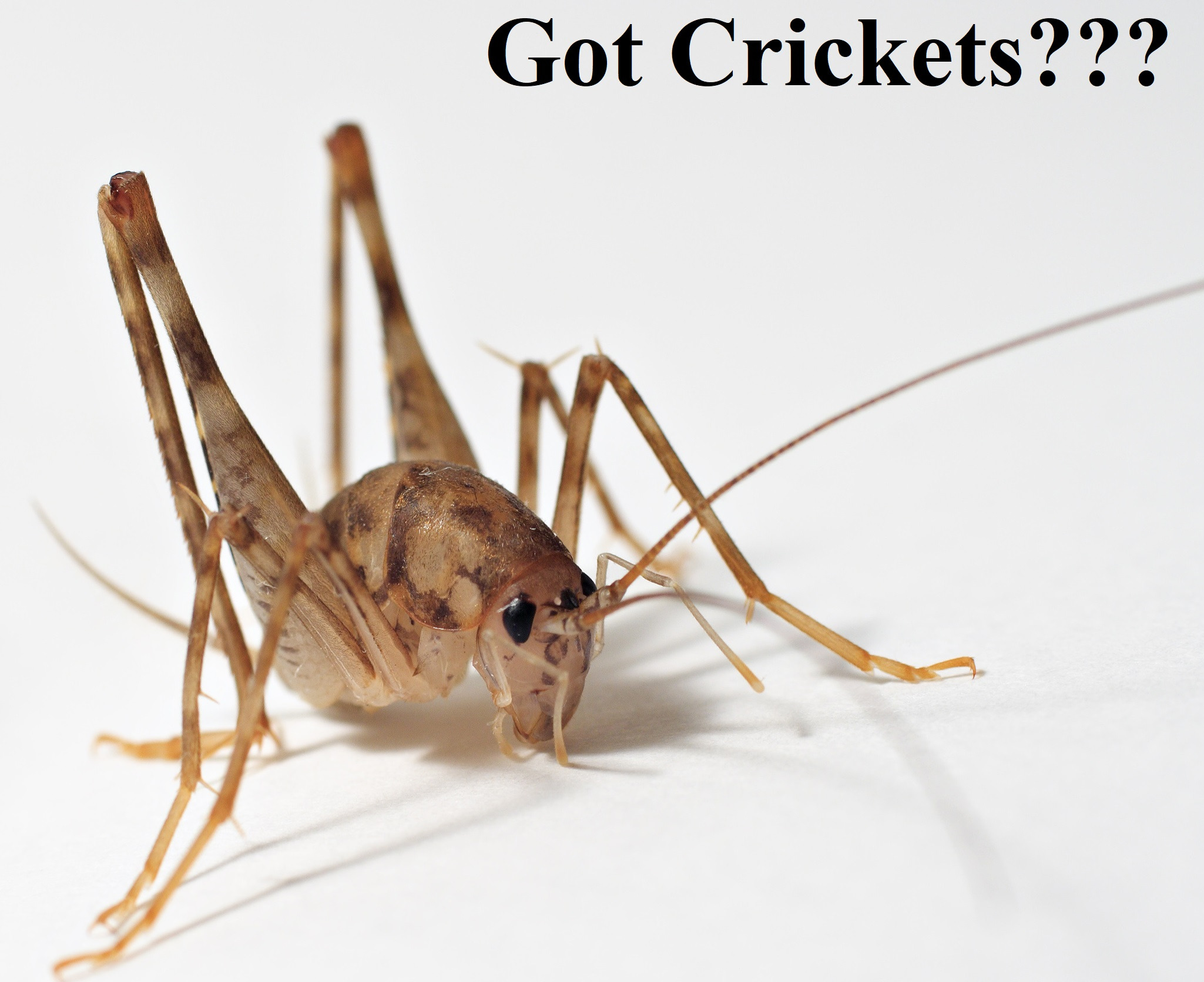 Affordable Pest Control Brick Township