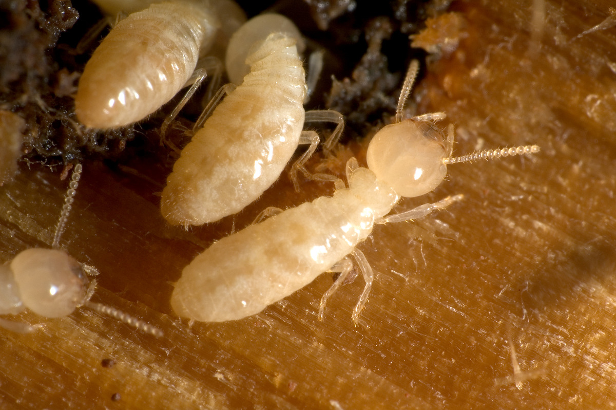 Pest Control Expert Brick Township